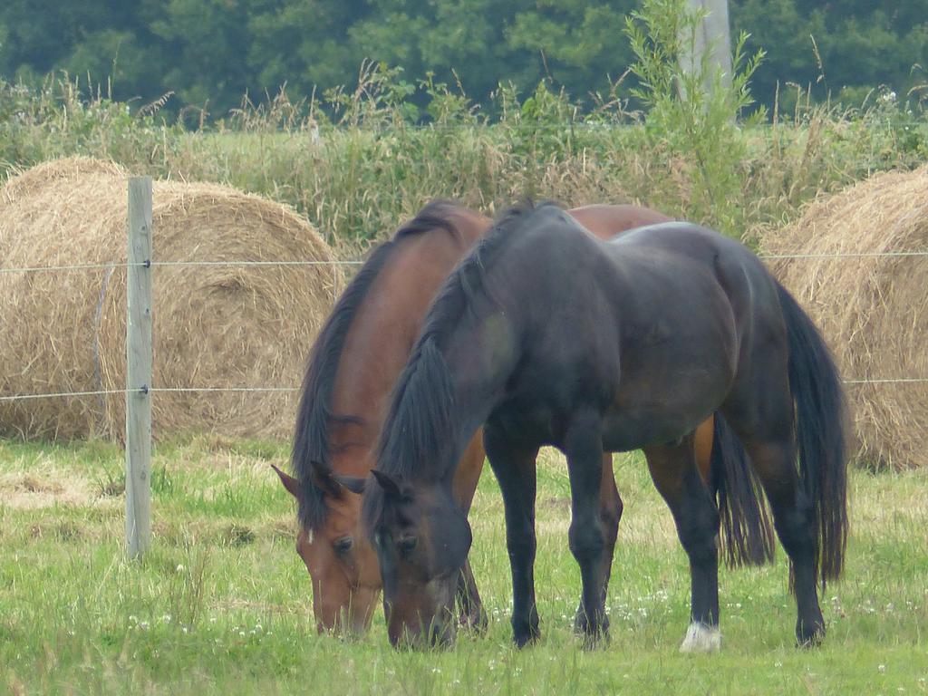 Paardenhof Guesthouse Esquelbecq Екстериор снимка